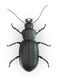 Ground-Beetle-Top-View