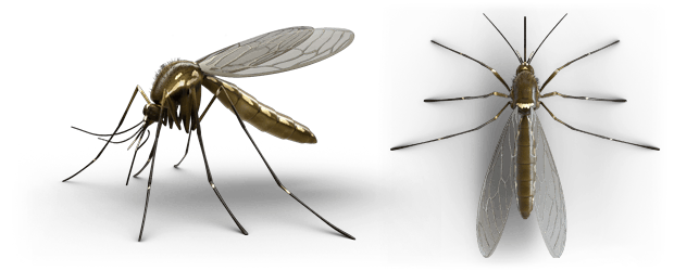 profil d’un moustique