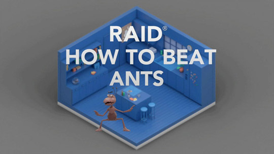 Raid How to Beat Ants
