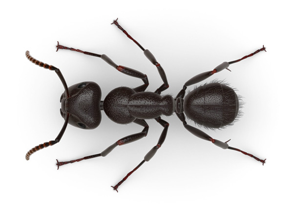 Carpenter Ant Top