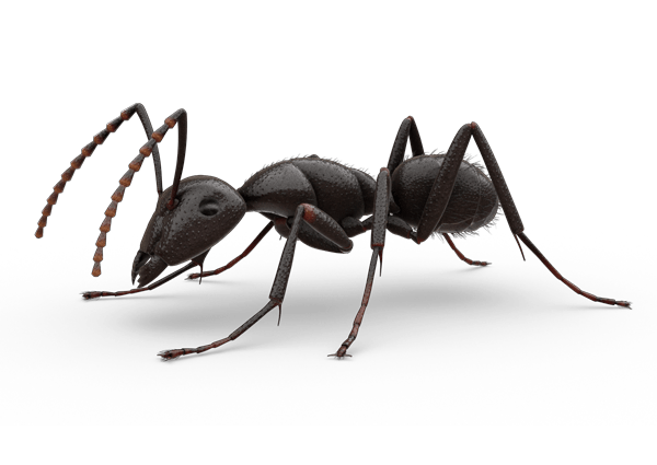 Carpenter Ant