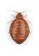Beg Bug Top View