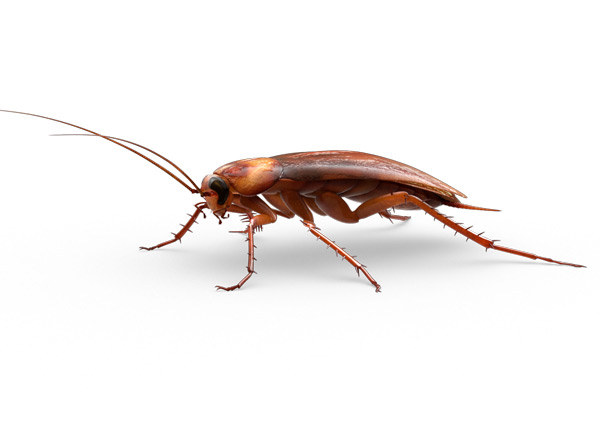 American-Roach