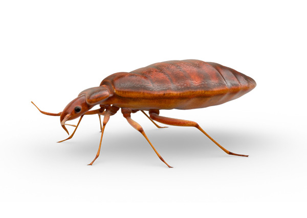 Insecte rouge