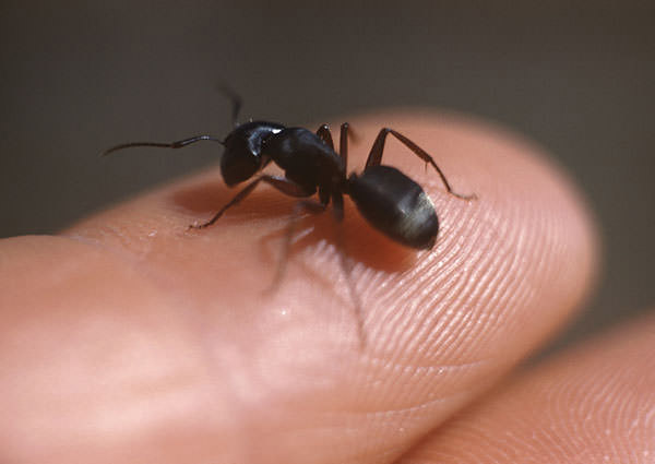 Carpenter-Ants-3