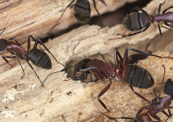 Carpenter-Ants-4