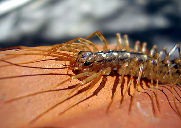 Mille-pattes-3