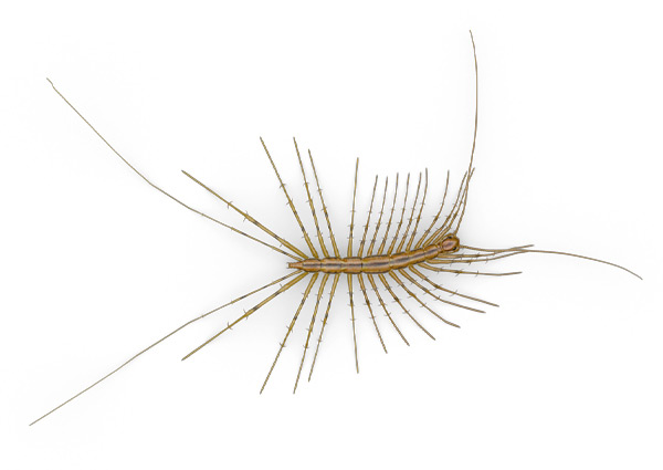Mille-pattes dessus