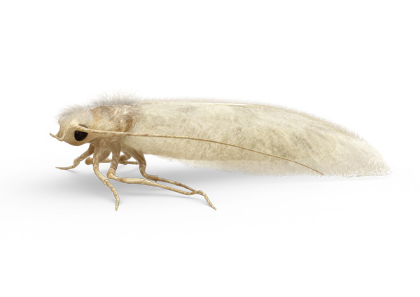 Clothing-Moth