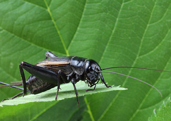 Cricket-3