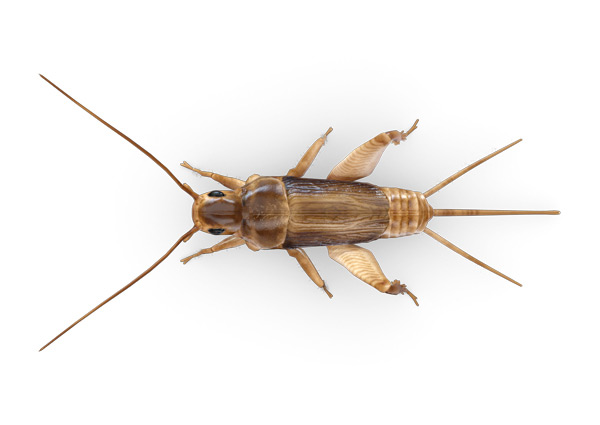 Cricket-Top
