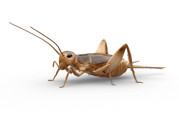 Cricket