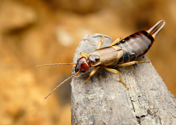 Earwig-3