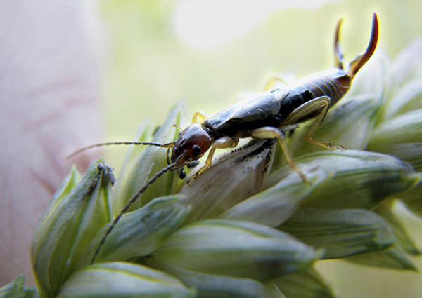 Earwig-4