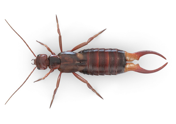 Earwig-Top