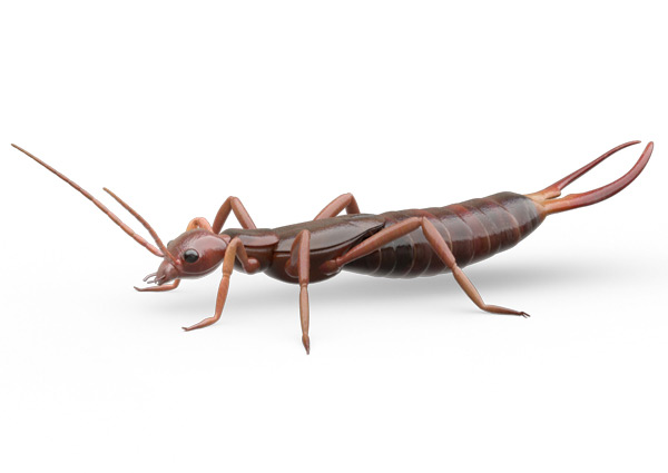 Earwig