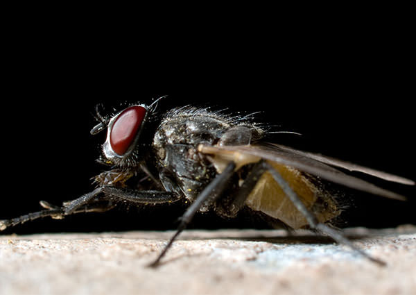 Filth-Fly-3