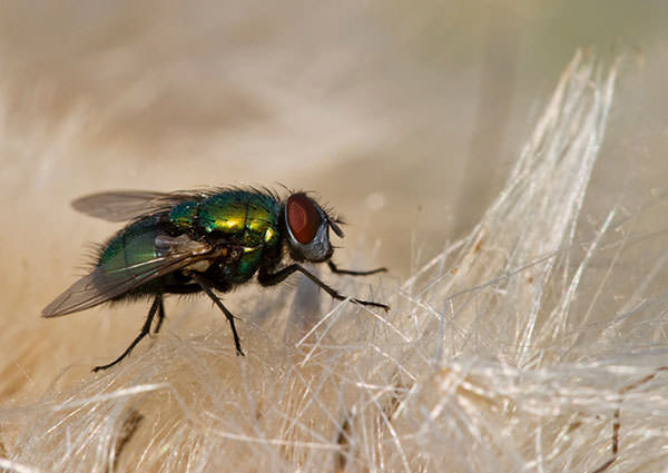 Filth-Fly-4