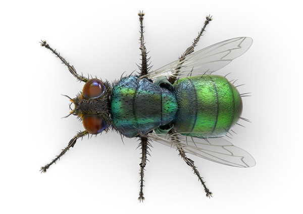 Filth-Fly-Top