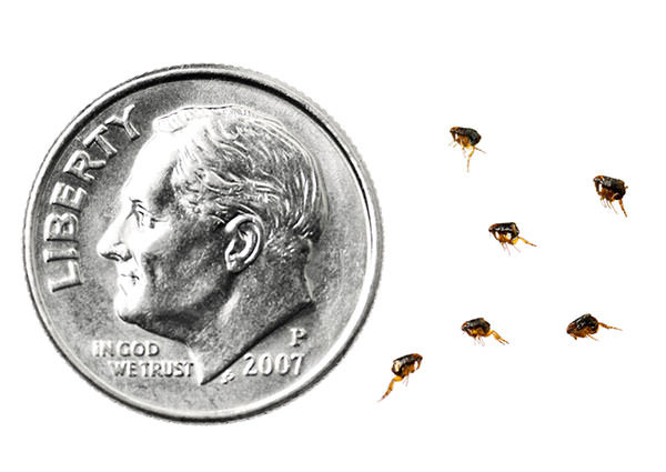 Flea-4