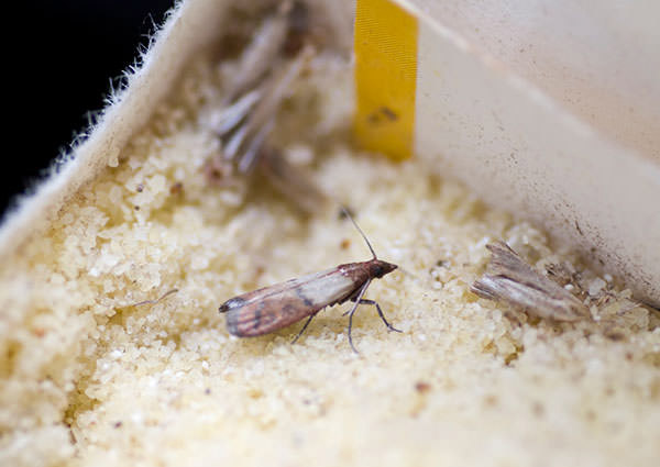 Mite alimentaire-3