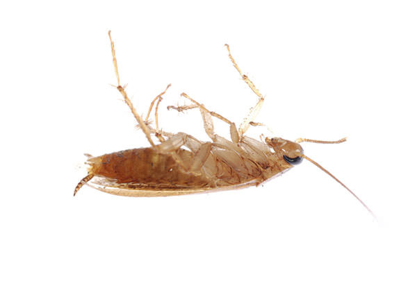 German-Roach-4