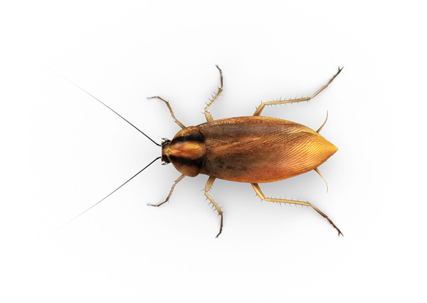 German-Roach-Top
