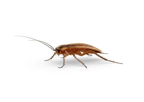 German-Roach