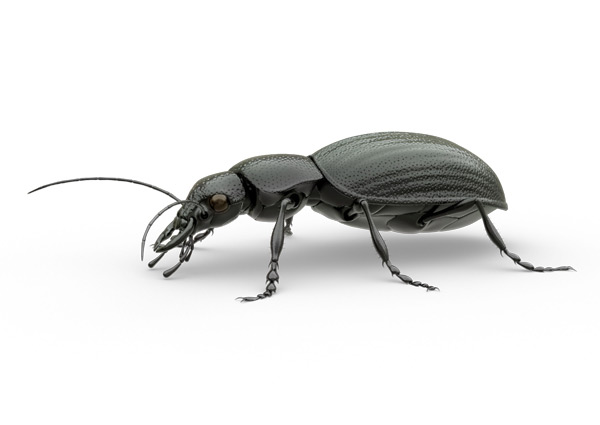 Coléoptère