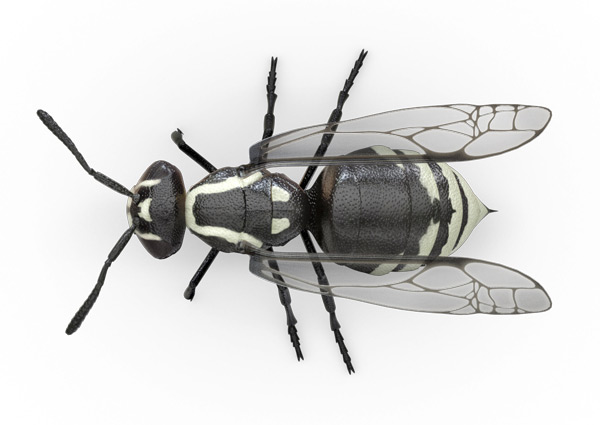Hornet-Top