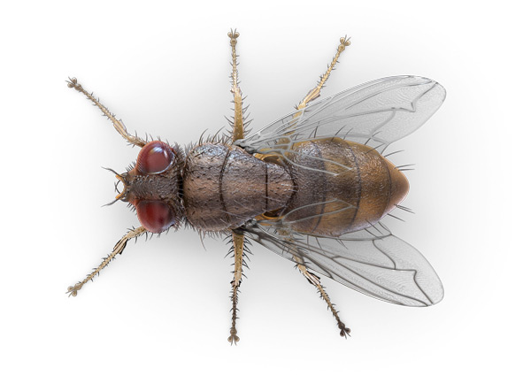 Mouche intérieur dessus
