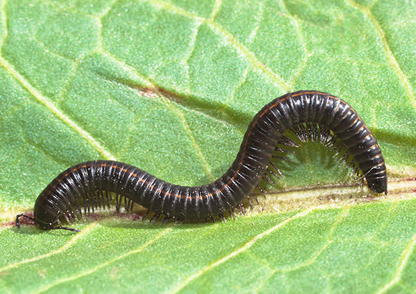 Millipede-3