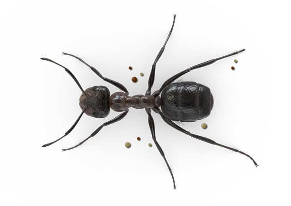 Mound-Ant-Top