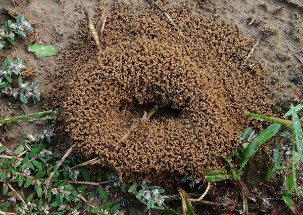 Fourmi construction de monticule-4