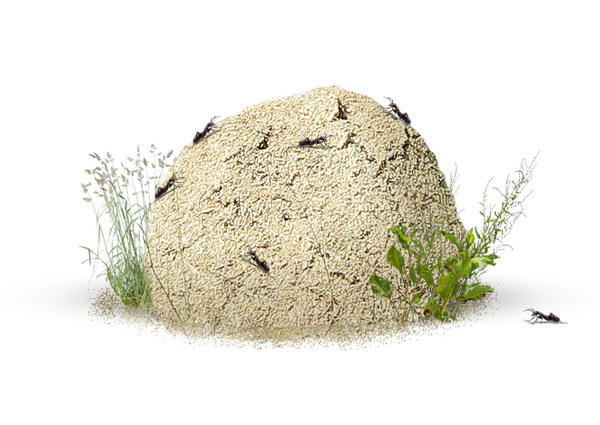Mount-Ant