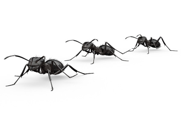 Nuisance-Ant