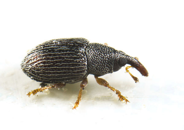 Pantry-Beetle-3