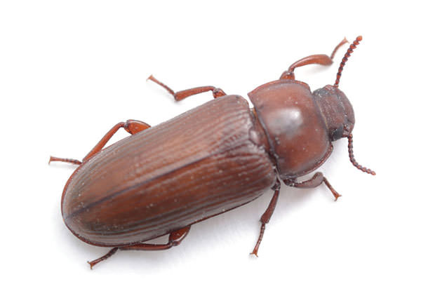 Pantry-Beetle-4