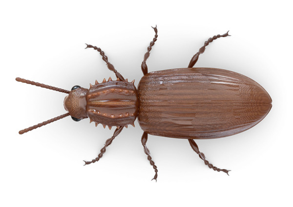 Pantry-Beetle-Top