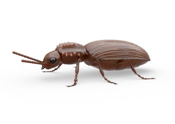Pantry-Beetle