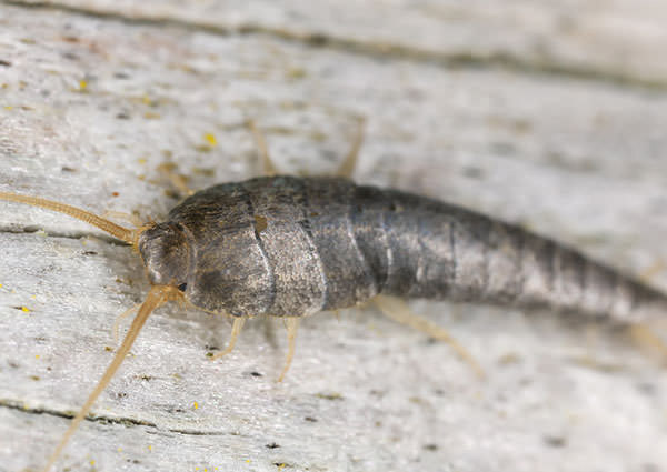 Silverfish-3
