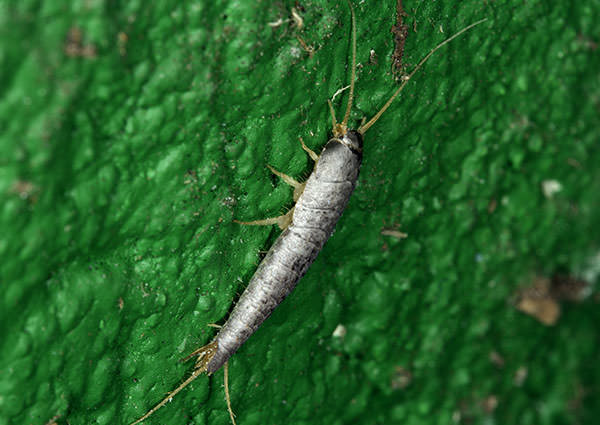 Silverfish-4