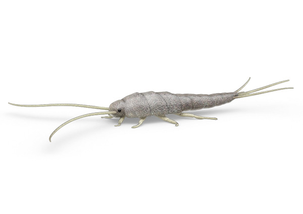 Poisson d’argent