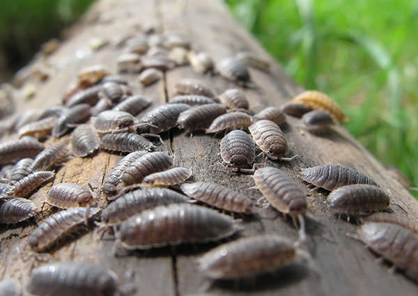 Sow-Bug-3