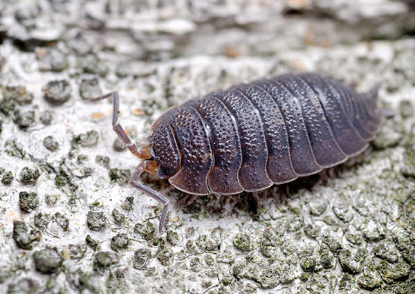Sow-Bug-4
