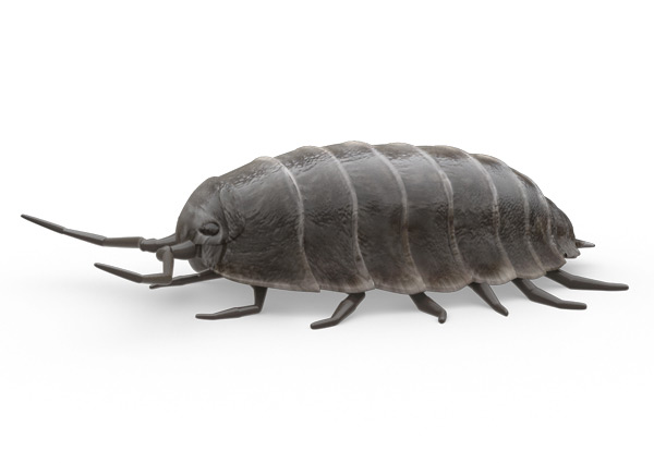 Sow-Bug