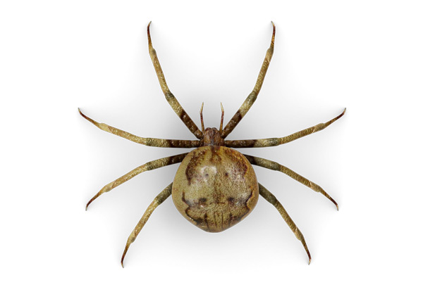 Araignée dessus