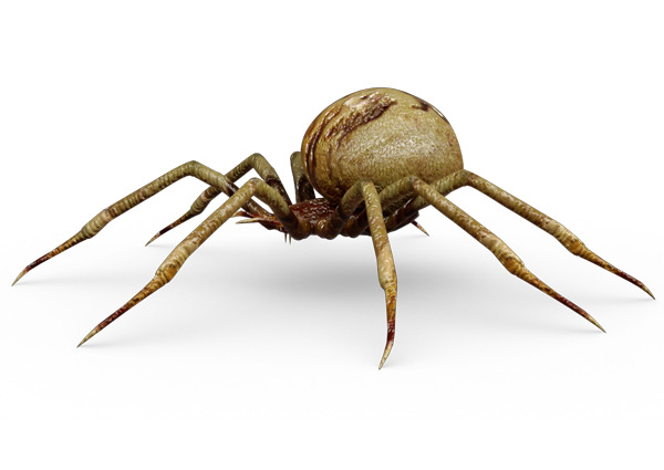 Araignées