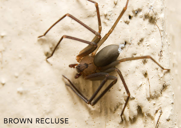 Araignées-3