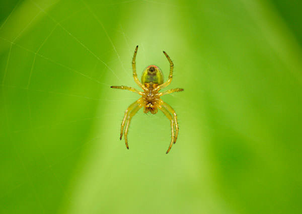 Araignées-3